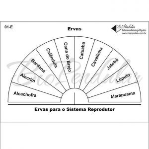 Ervas - Sistema Reprodutor